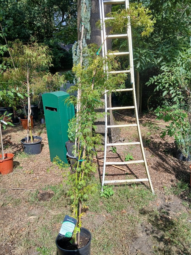 esdoorn, Jardin & Terrasse, En pot, 100 à 250 cm, Autres espèces, Enlèvement