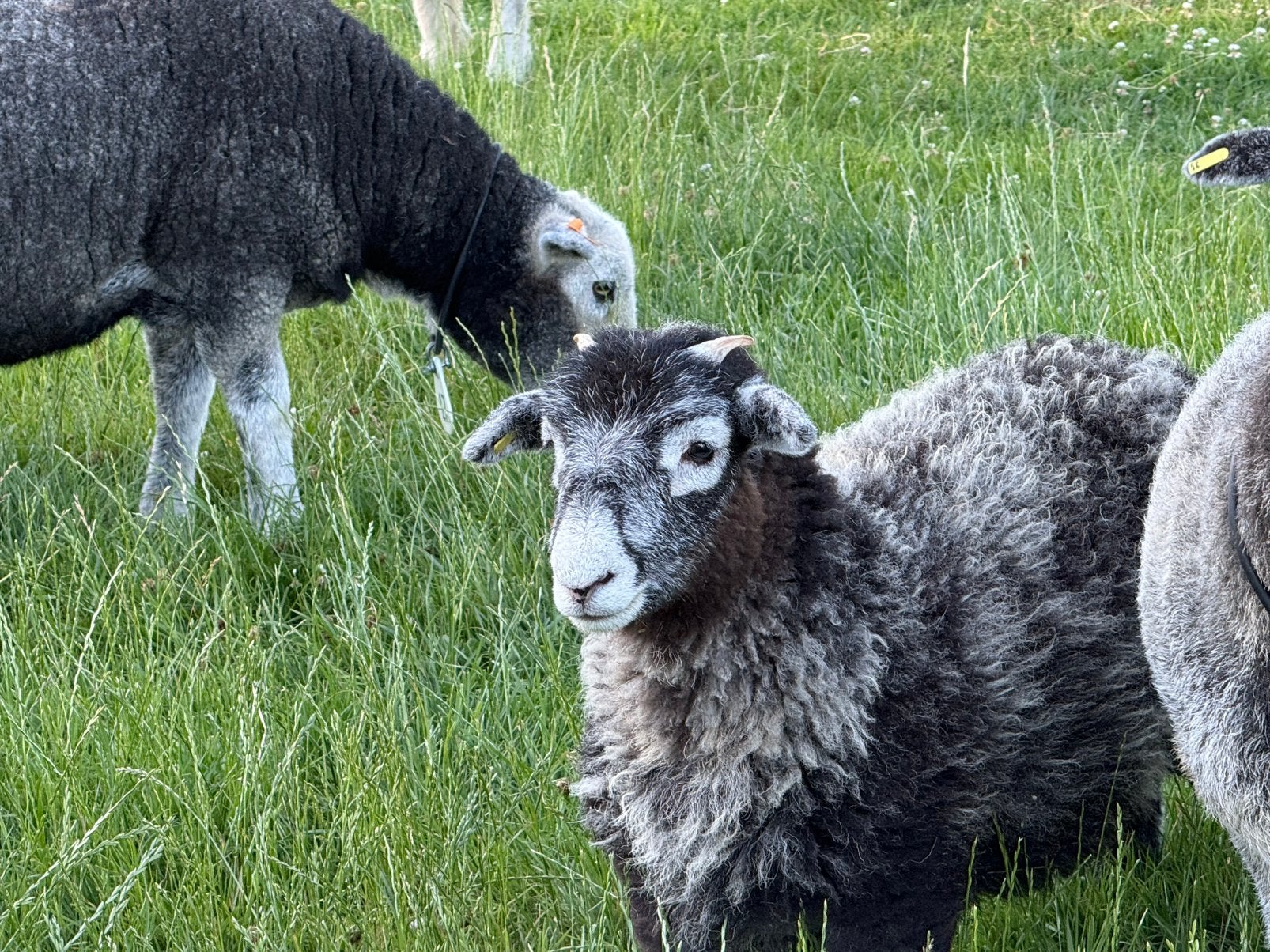 Herdwick raszuivere rammetjes, Dieren en Toebehoren, Mannelijk, Schaap, 0 tot 2 jaar