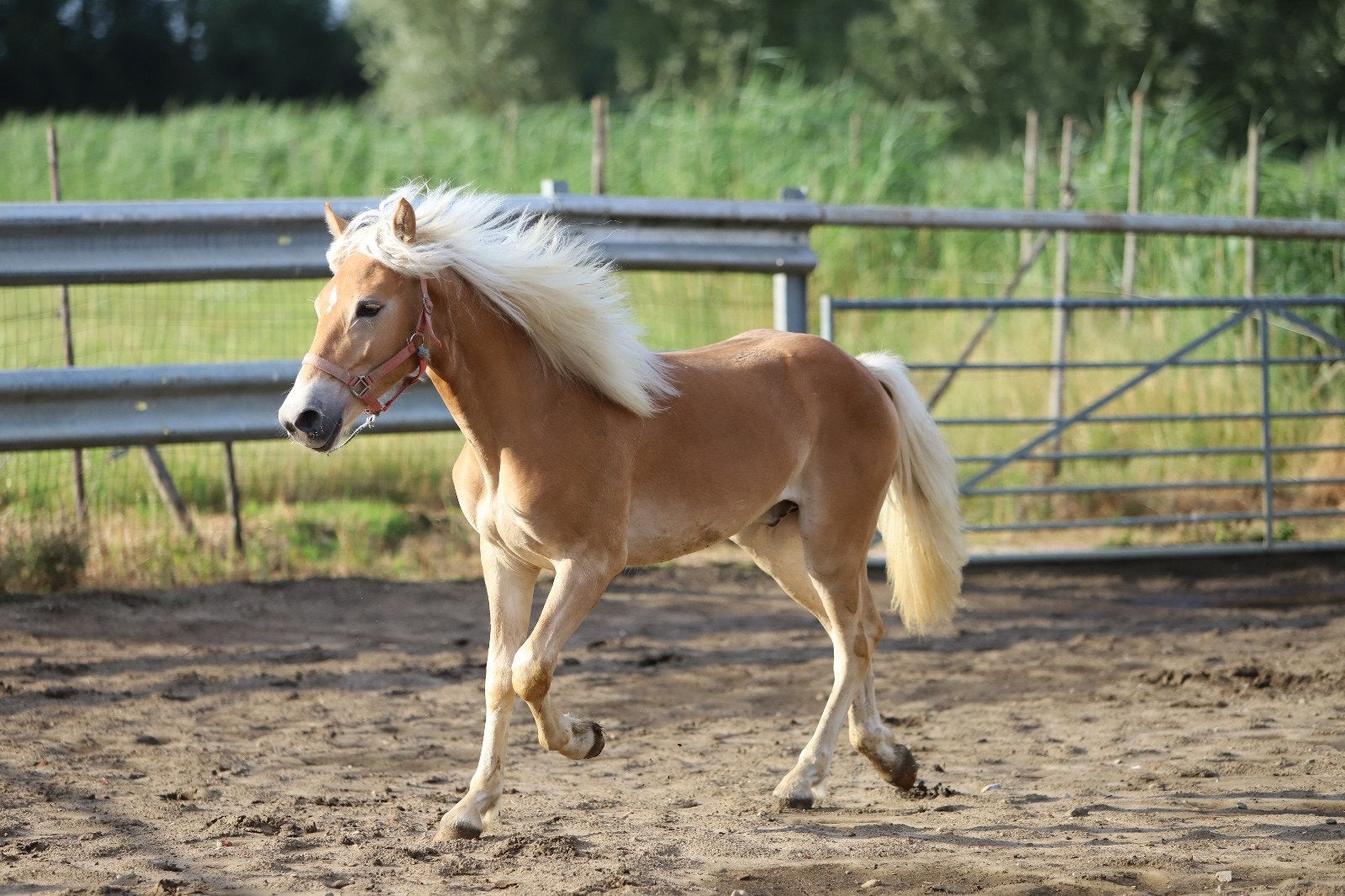 Sport haflinger te koop, Étalon, M