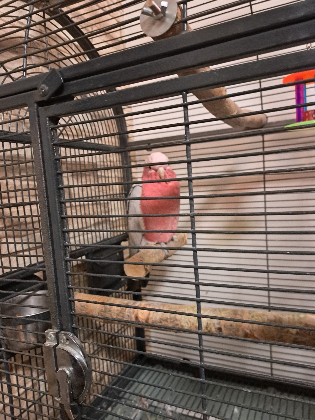 Rosalbin apprivoiser de 2ans et demi, Animaux & Accessoires, Oiseaux | Accessoires