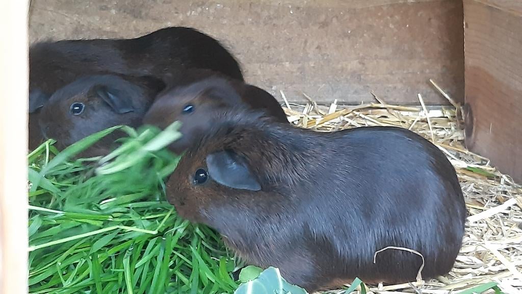 Goudagouti cavia's, Février, Mâle, Cobaye