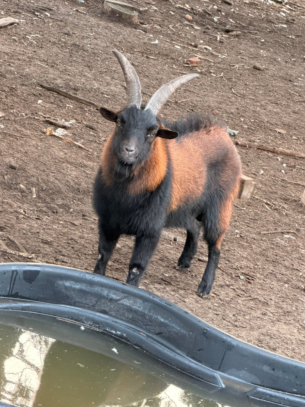 Bok, Mannelijk, Geit, 0 tot 2 jaar