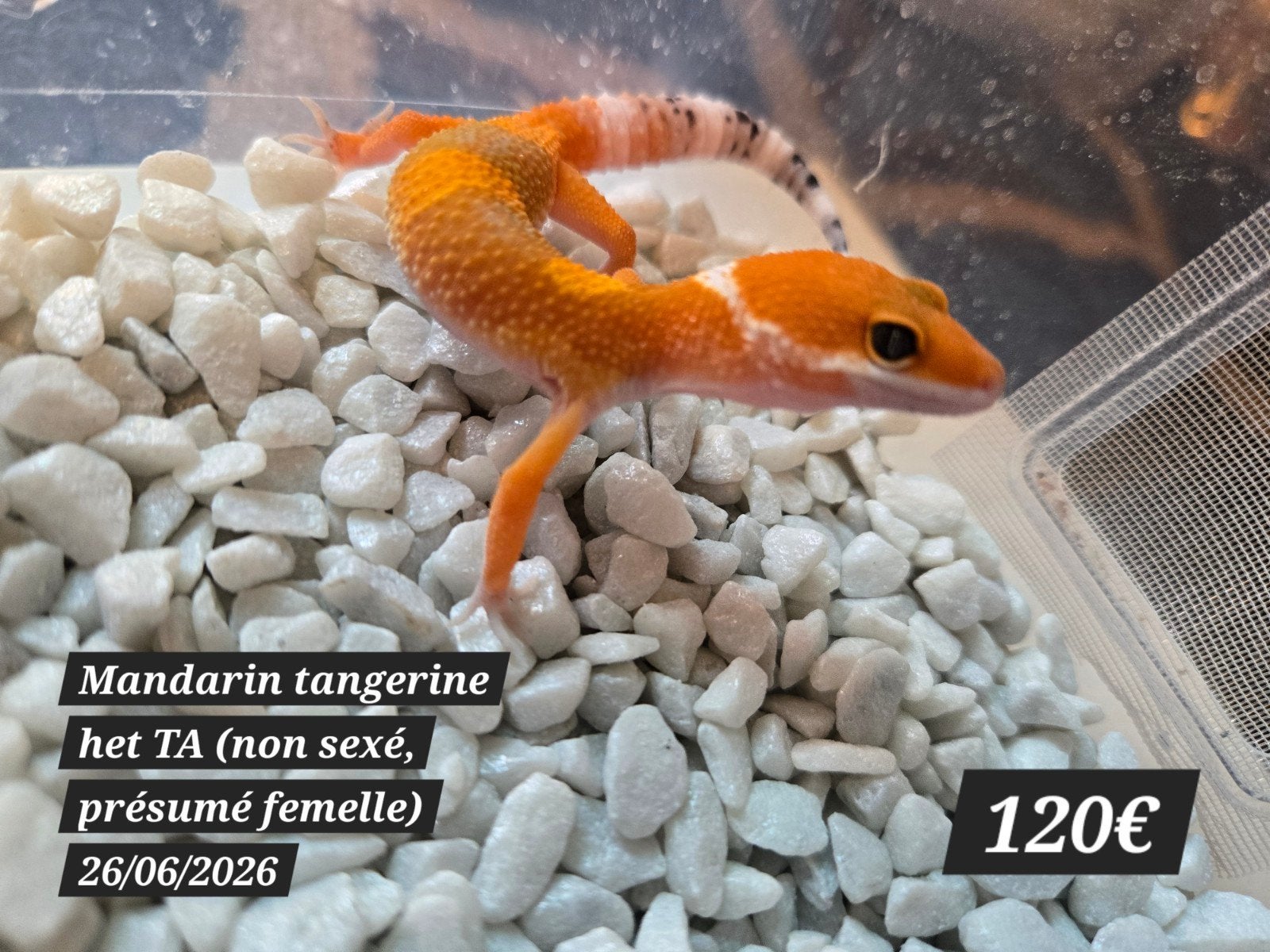 Gecko léopard Mandarin Tangerine het TA, Animaux & Accessoires, Reptiles & Amphibiens