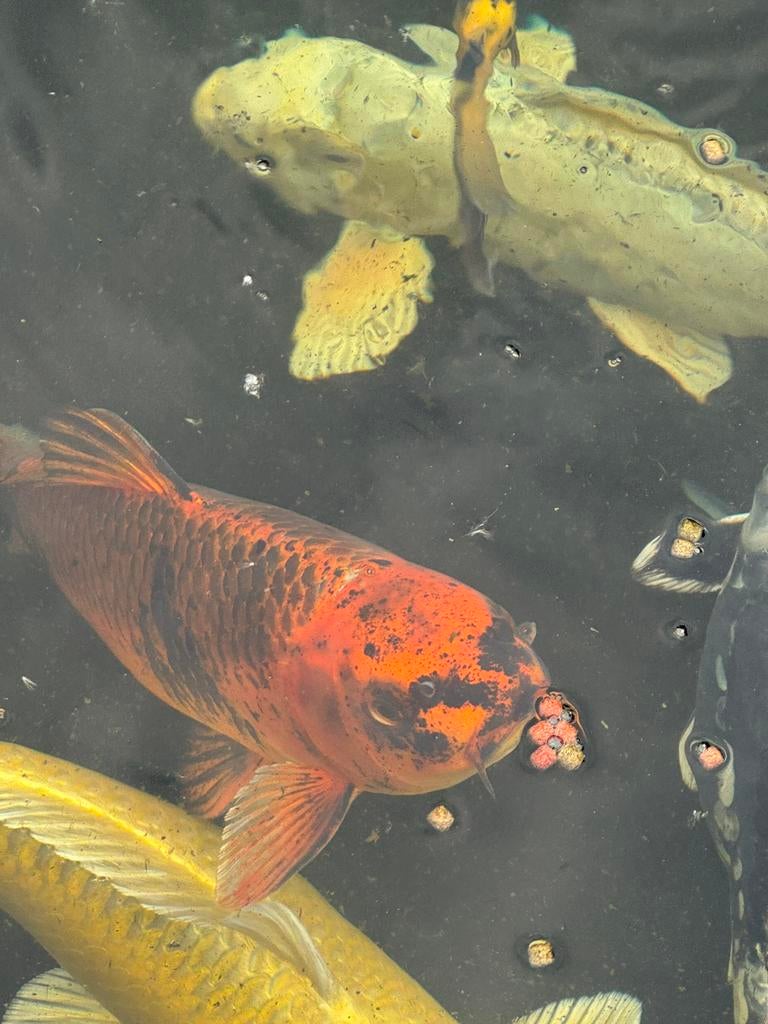 Koi, Dieren en Toebehoren