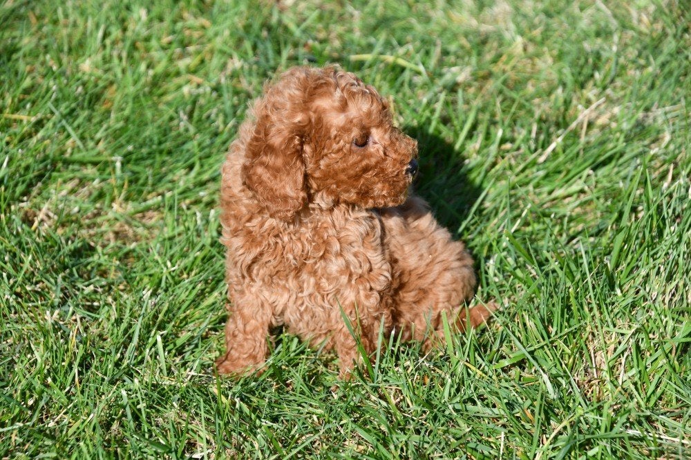 Chiots caniches nains à vendre - Les deux parents ont testé, Animaux & Accessoires, Caniche, Maladie de Carré (chiens), Plusieurs