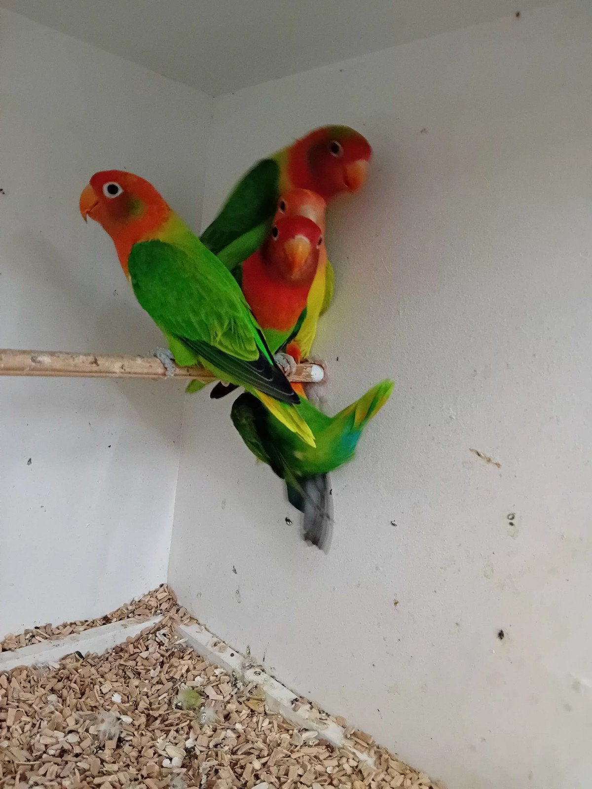 dwergpapegaai, Dieren en Toebehoren