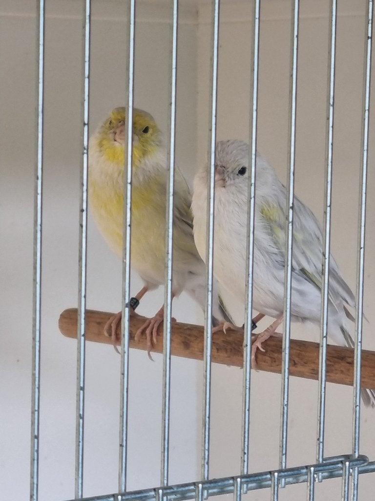 Kanarie, Plusieurs animaux, Canari de couleur