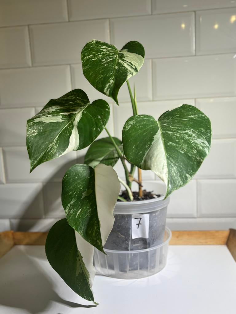 Monstera deliciosa variegata, Huis en Inrichting, Kamerplanten, Ophalen