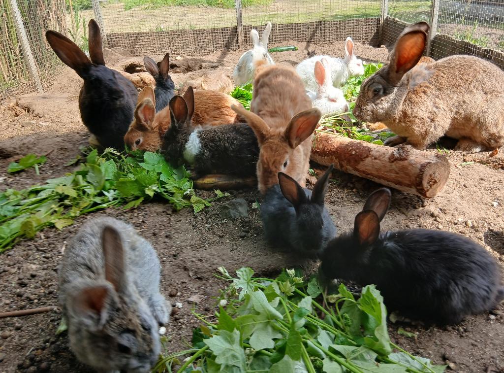 Kruising nieuw zeelander / vleeskonijn, Dieren en Toebehoren, Konijnen