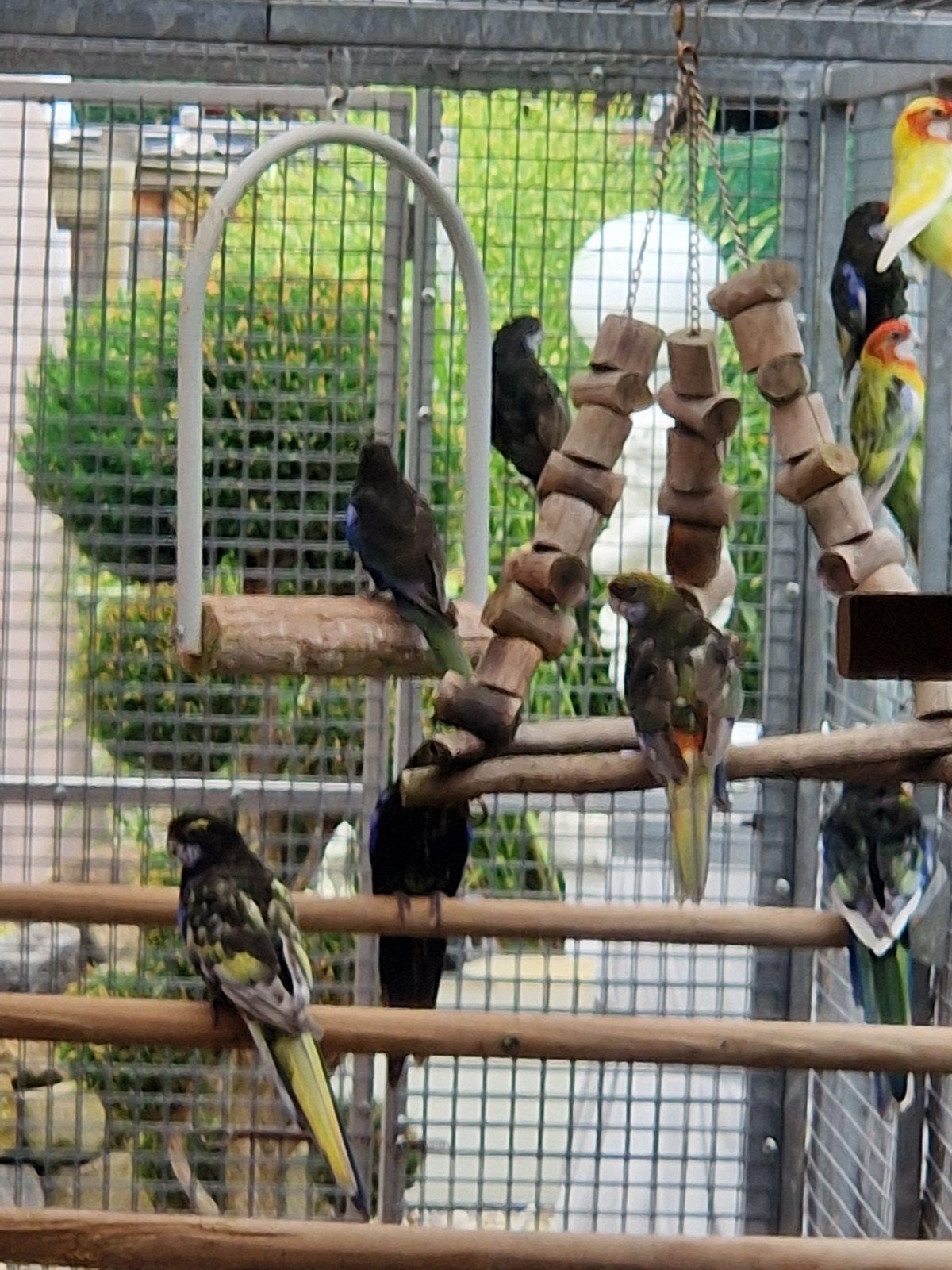 rosella's mutaties, Meerdere dieren, Parkiet, Geringd
