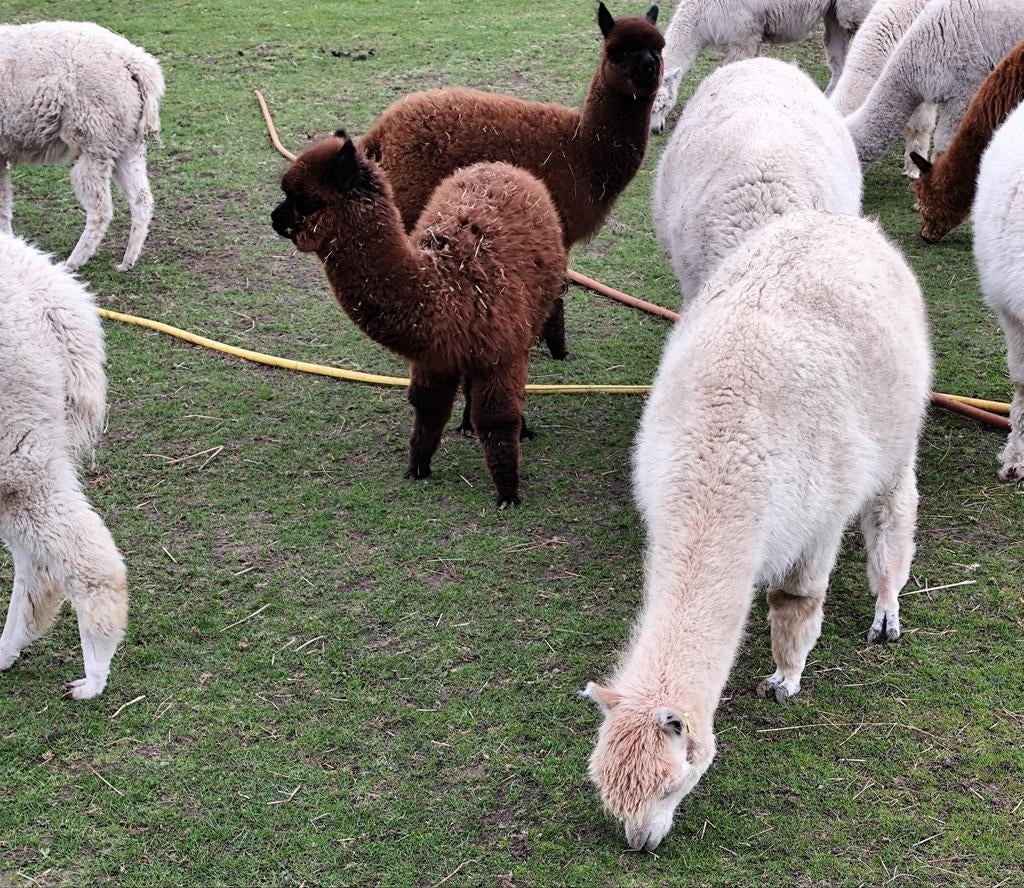 Alpaca hengstjes van 2025, Dieren en Toebehoren, Juni, Mannelijk