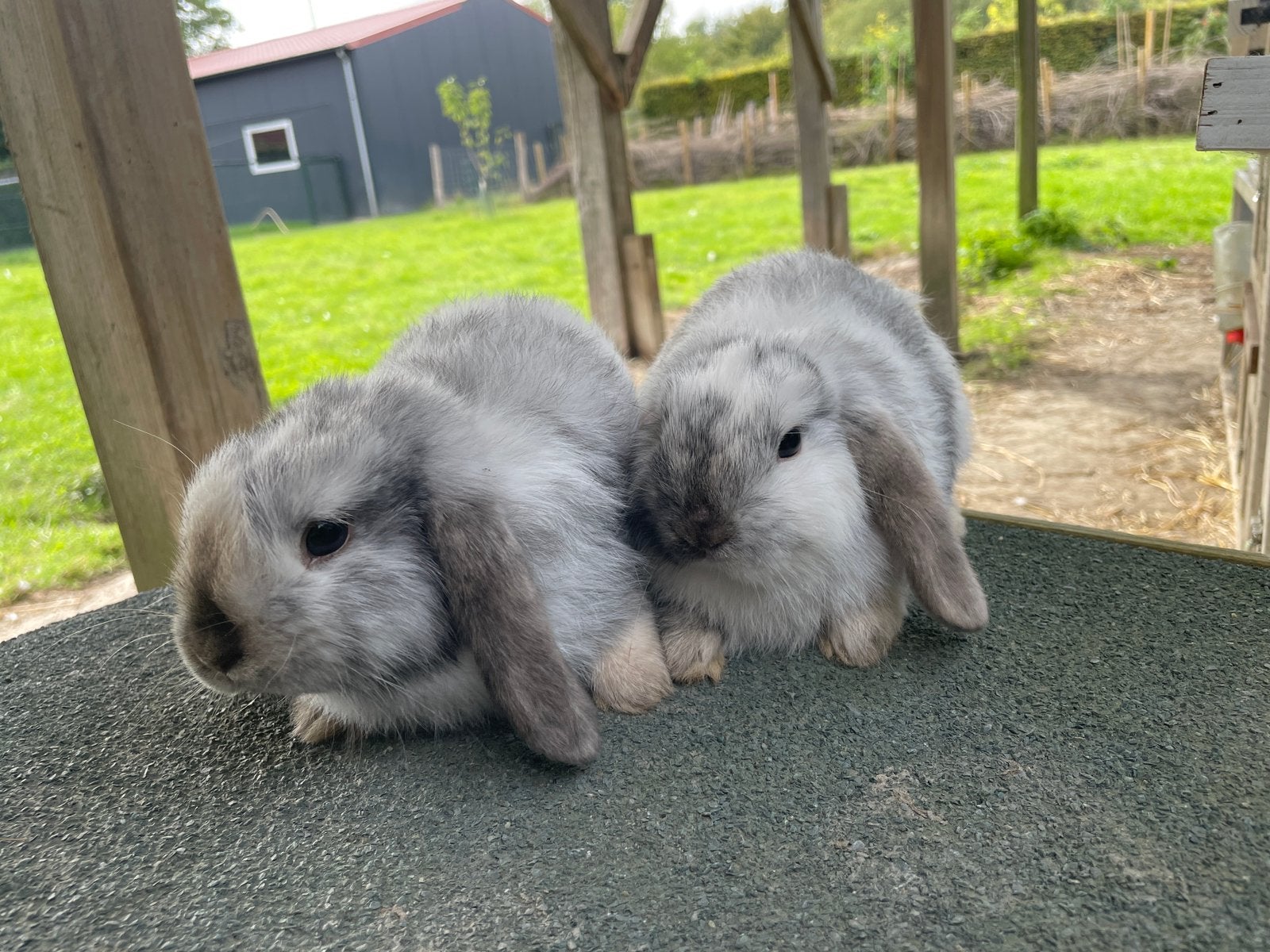 3 raszuivere minilop konijnen, Dieren en Toebehoren, Meerdere dieren, Dwerg, Hangoor, 0 tot 2 jaar