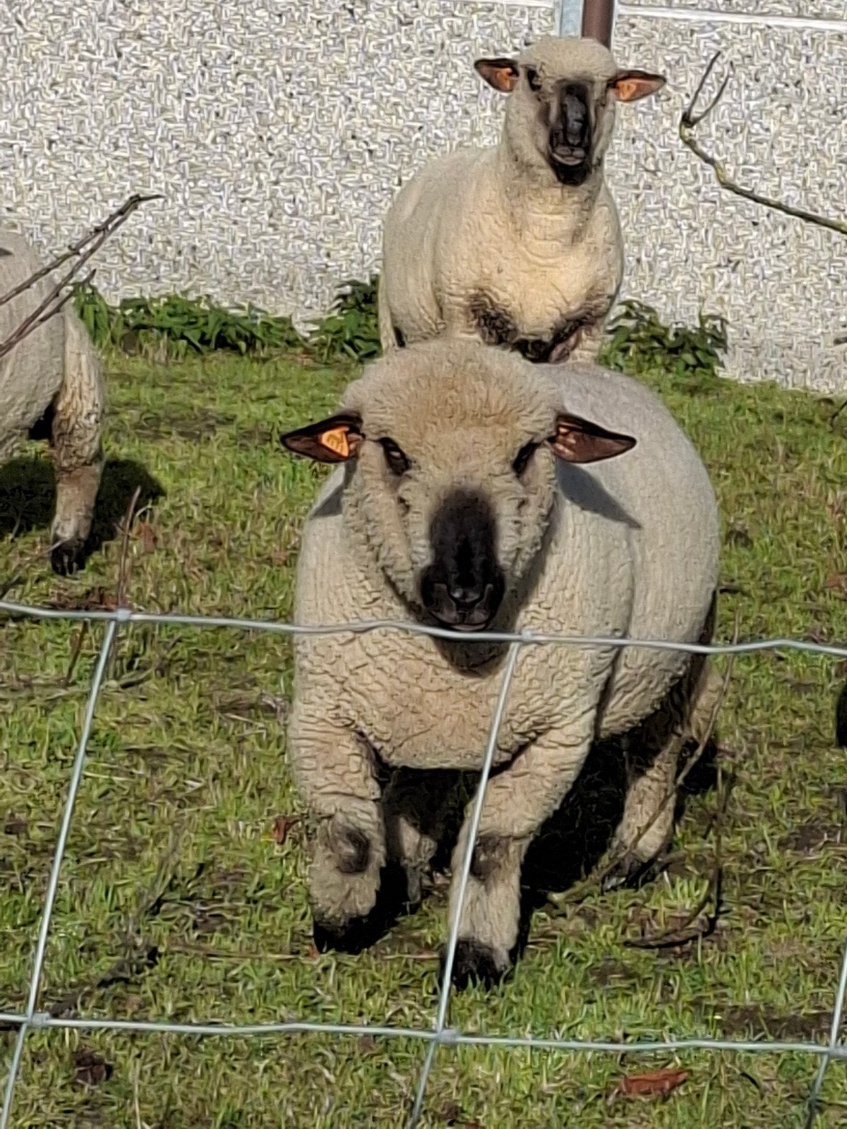Hampshire lammen te koop, Dieren en Toebehoren