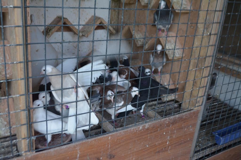 Birmingham Rollers, Animaux & Accessoires, Oiseaux | Pigeons, Plusieurs animaux, Pigeon culbutant ou Roller