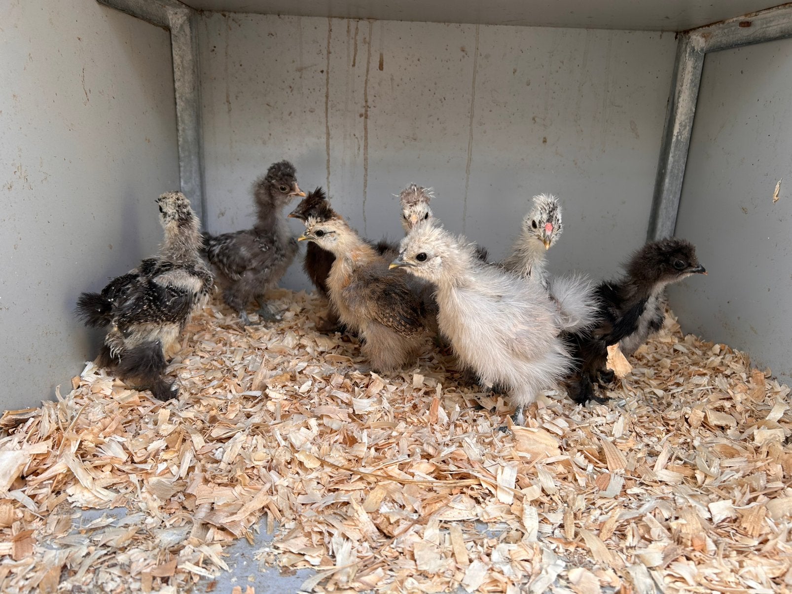 Zijdehoender kuikens, Sexe inconnu, Poule ou poulet