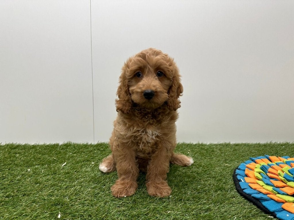 Cockapoo pups (F1)