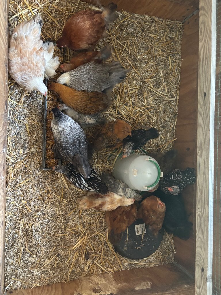 Cochin hennetjes, Femelle, Poule ou poulet
