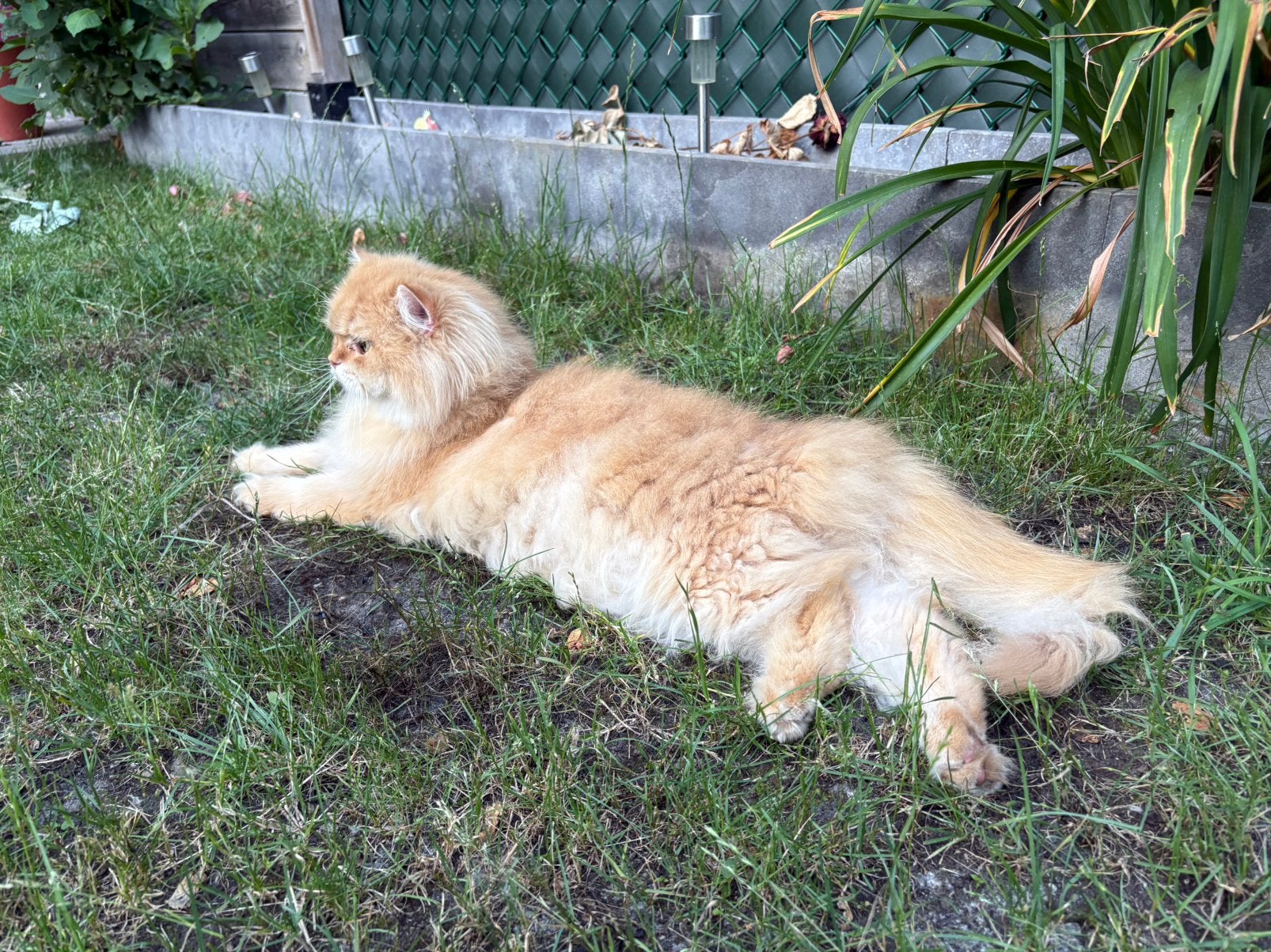 Brits langhaar Cinnamon golden, Dieren en Toebehoren, Katten en Kittens | Raskatten | Langhaar, Kater, Met stamboom, 0 tot 2 jaar