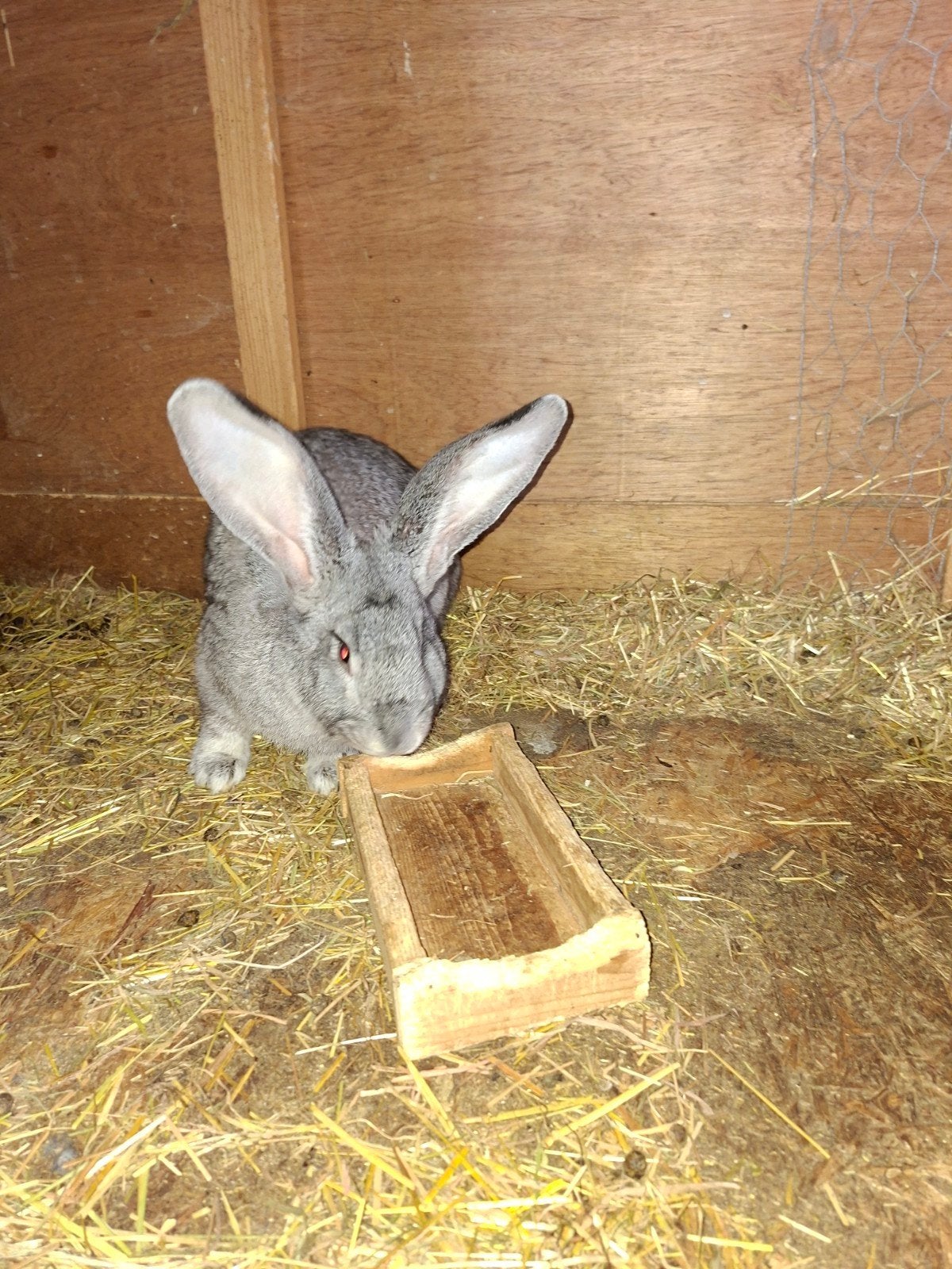 Vlaamse reus, Dieren en Toebehoren, Mannelijk, Groot