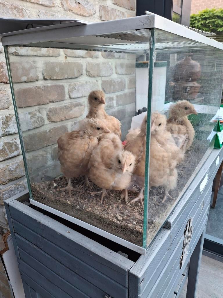 Poules Orpington, Enlèvement