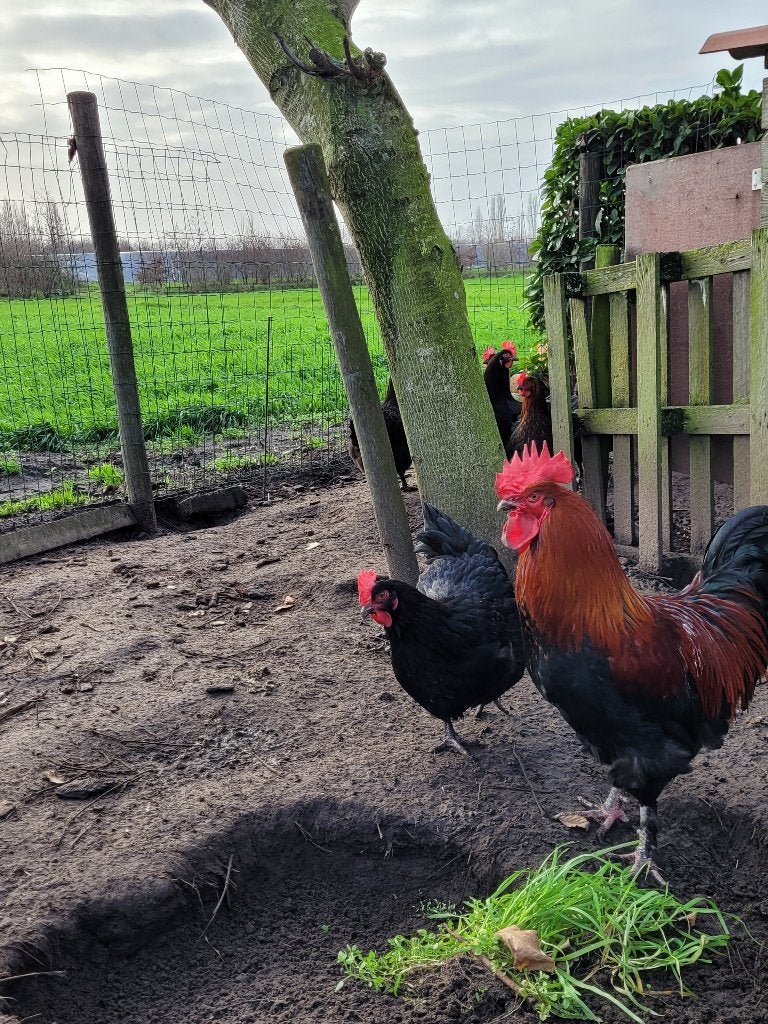 Nog enkele hanen Marans zwart koperhals, Dieren en Toebehoren, Pluimvee