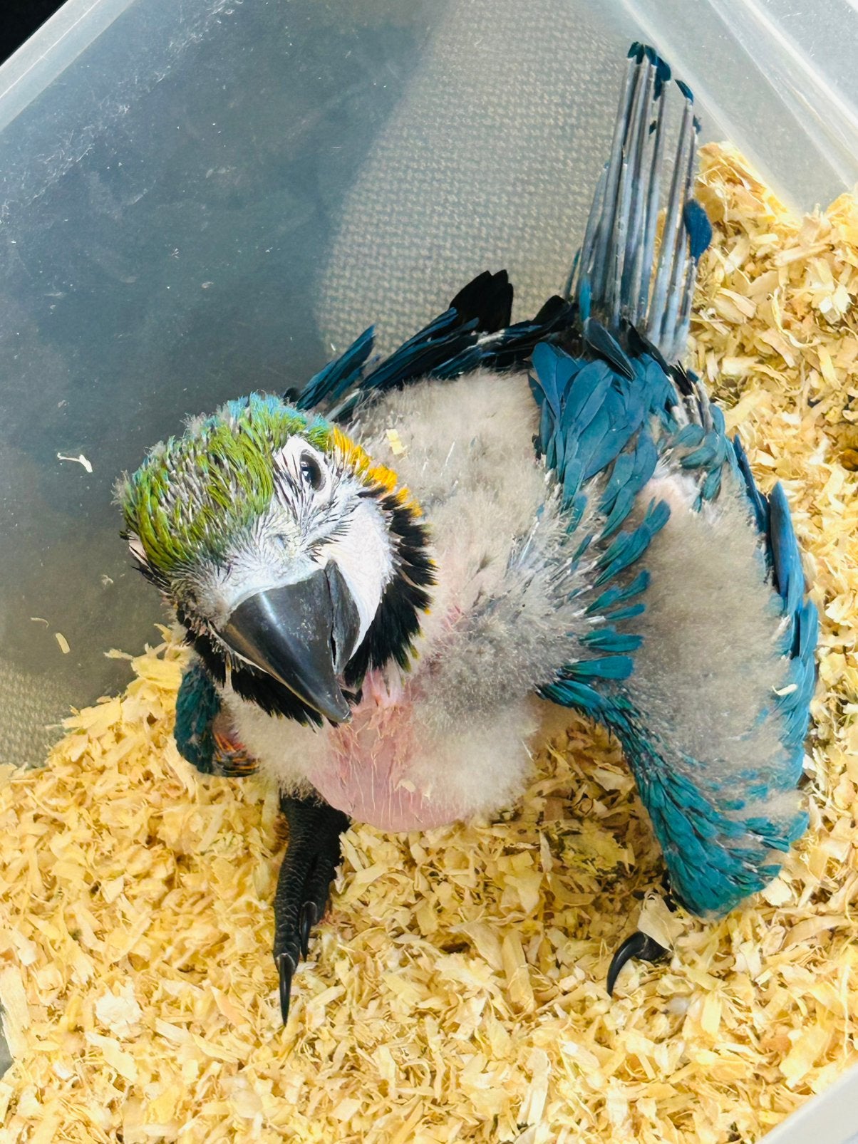 Handtamme jonge Ara Araruna ( blauwgele ara ) 7 weken oud, Dieren en Toebehoren, Vogels | Parkieten en Papegaaien, Geslacht onbekend