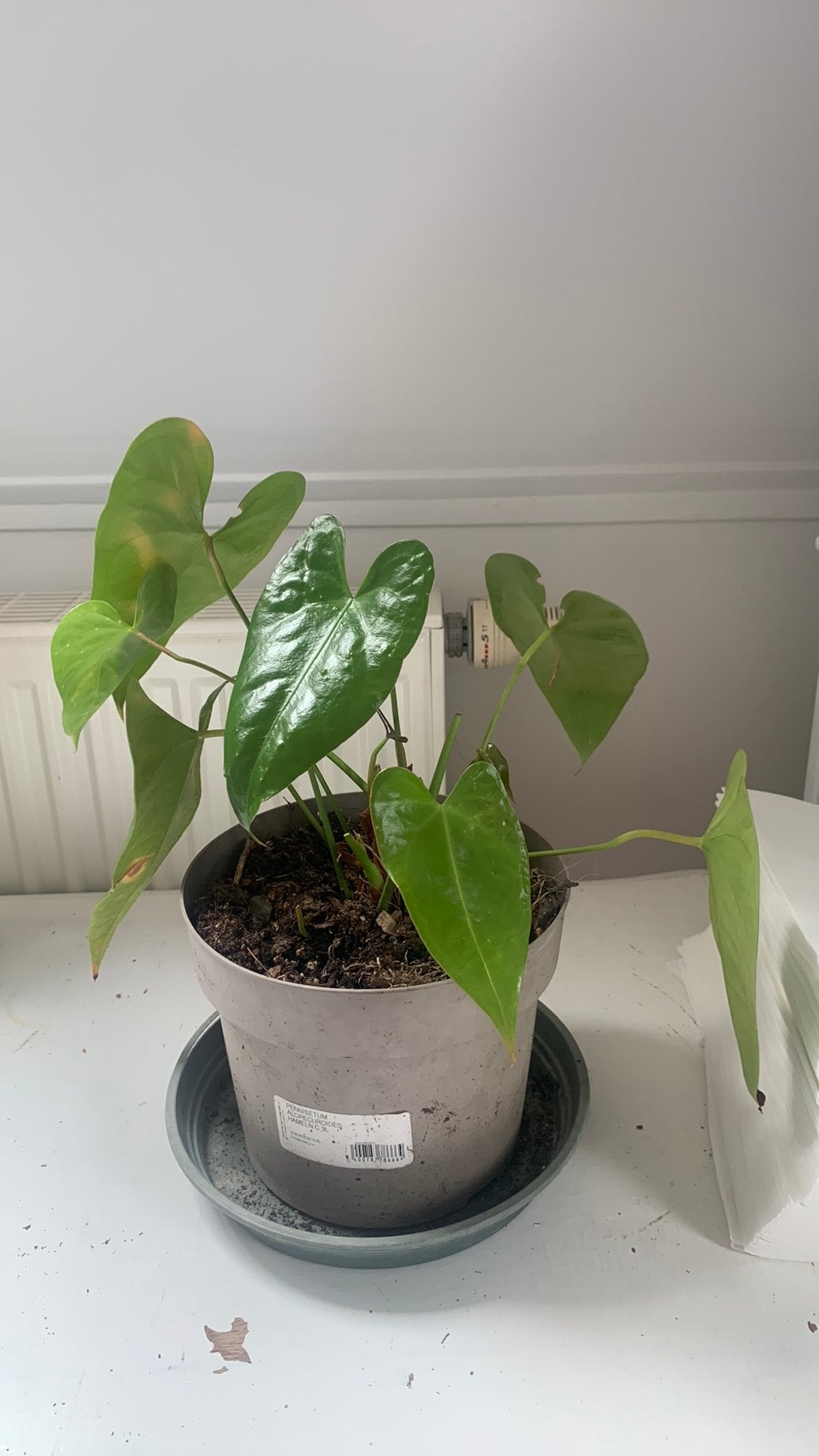Anthurium, ook wel bekend als de flamingoplant., Ophalen
