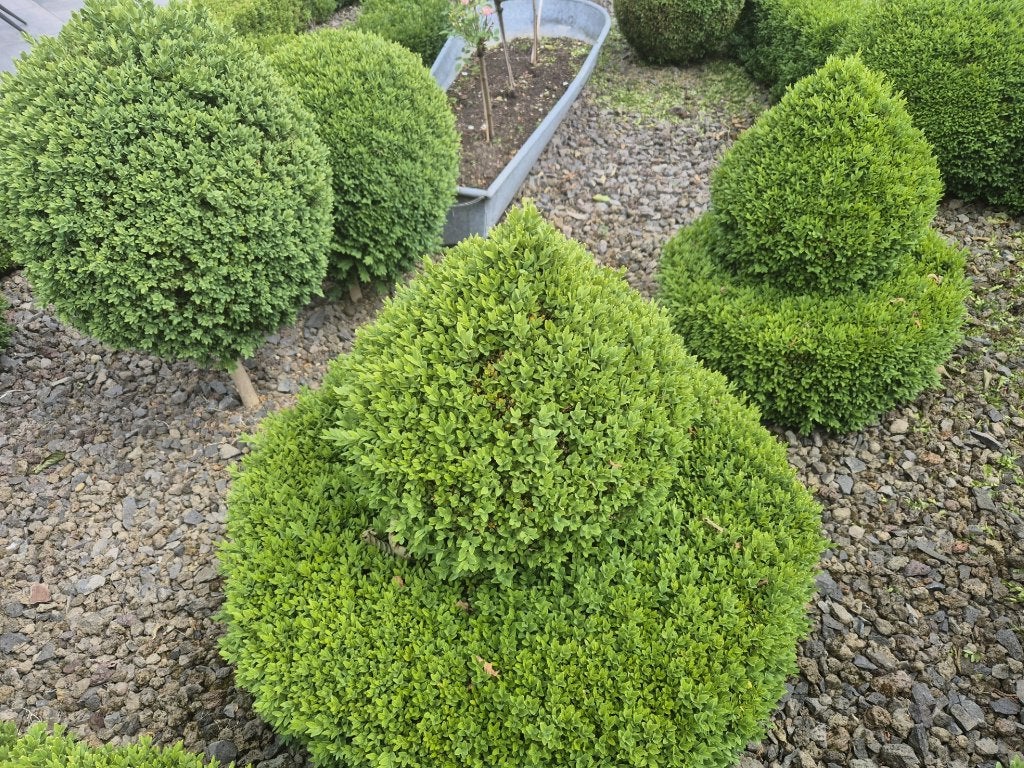 buxus, Ophalen, Vaste plant, Overige soorten
