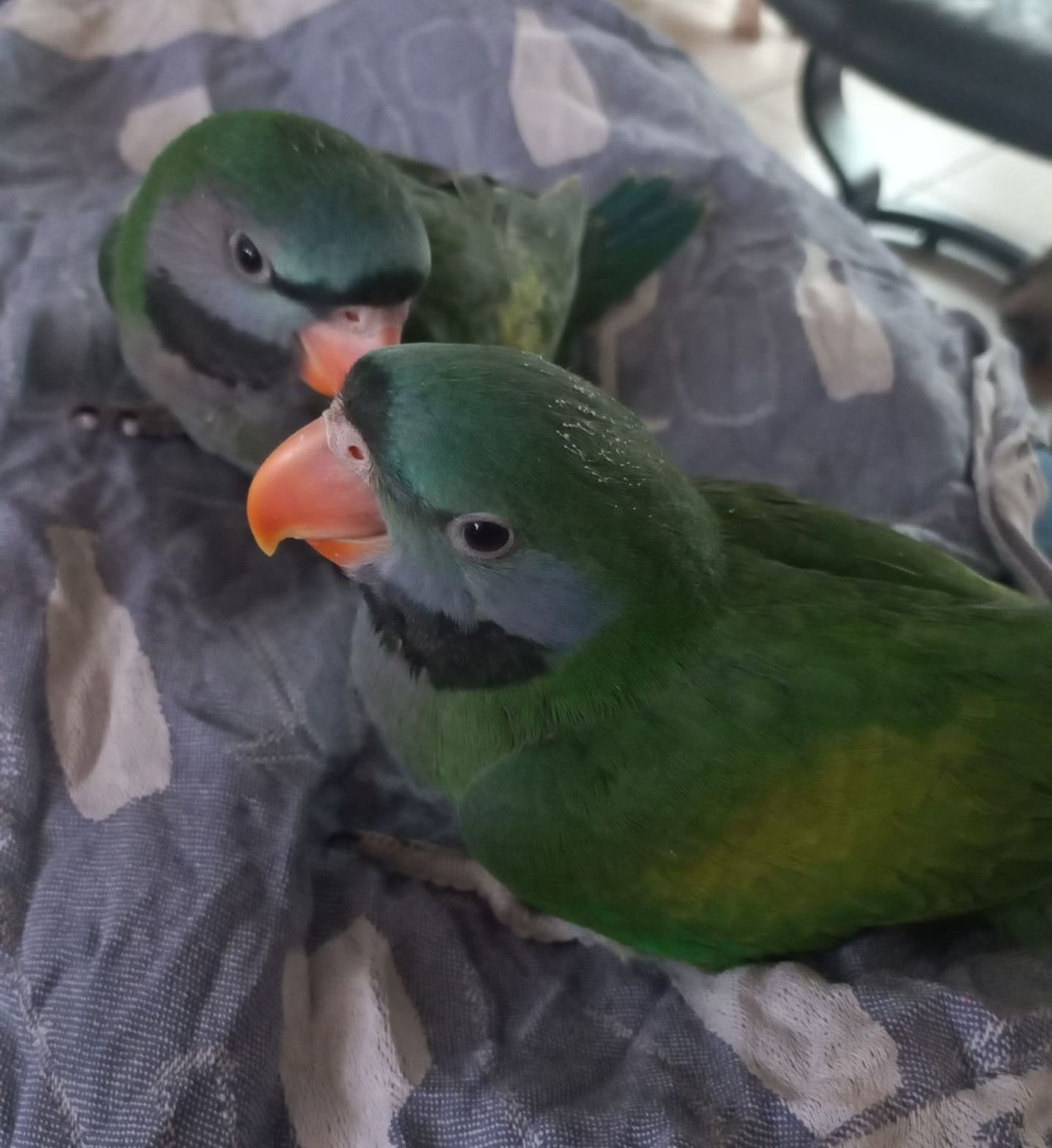 Perruche de Derbyan, Animaux & Accessoires, Oiseaux | Perruches & Perroquets, Sexe inconnu, Perruche, Bagué