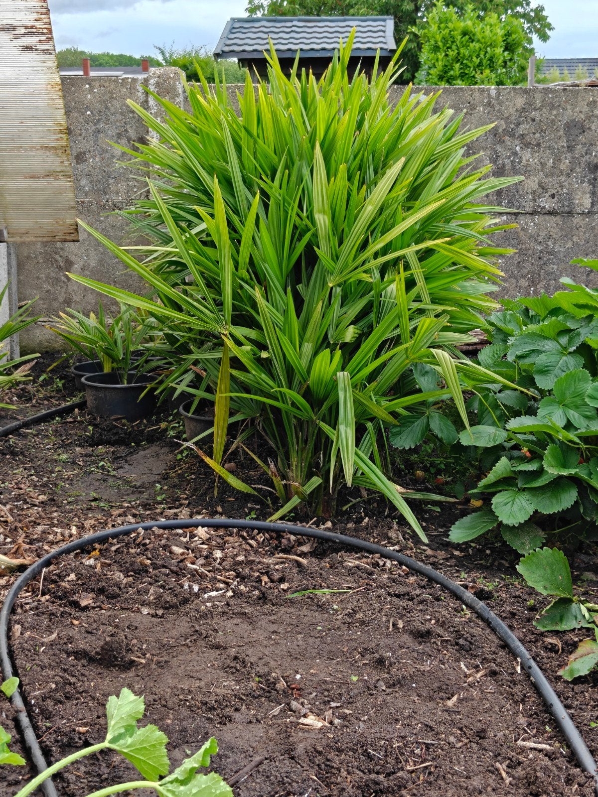 Trachycarpus Fortuneii rustique, Autres espèces, Printemps, Plein soleil, Enlèvement