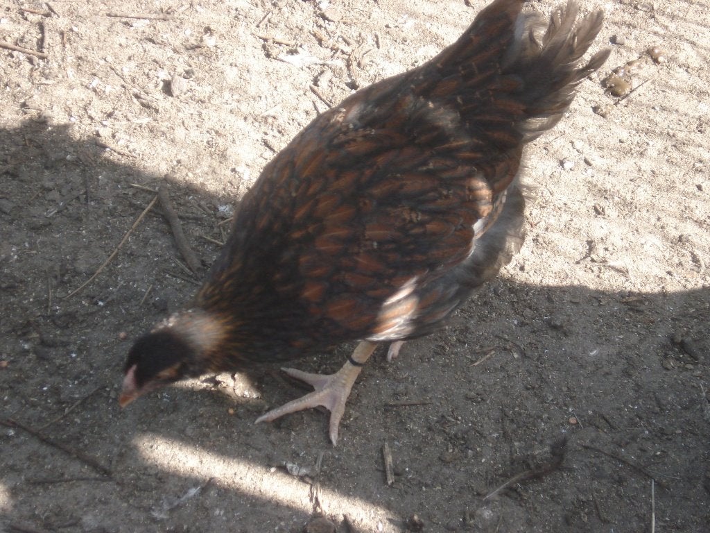 wyandotte hen goud zwart gezoomd, Vrouwelijk, Kip