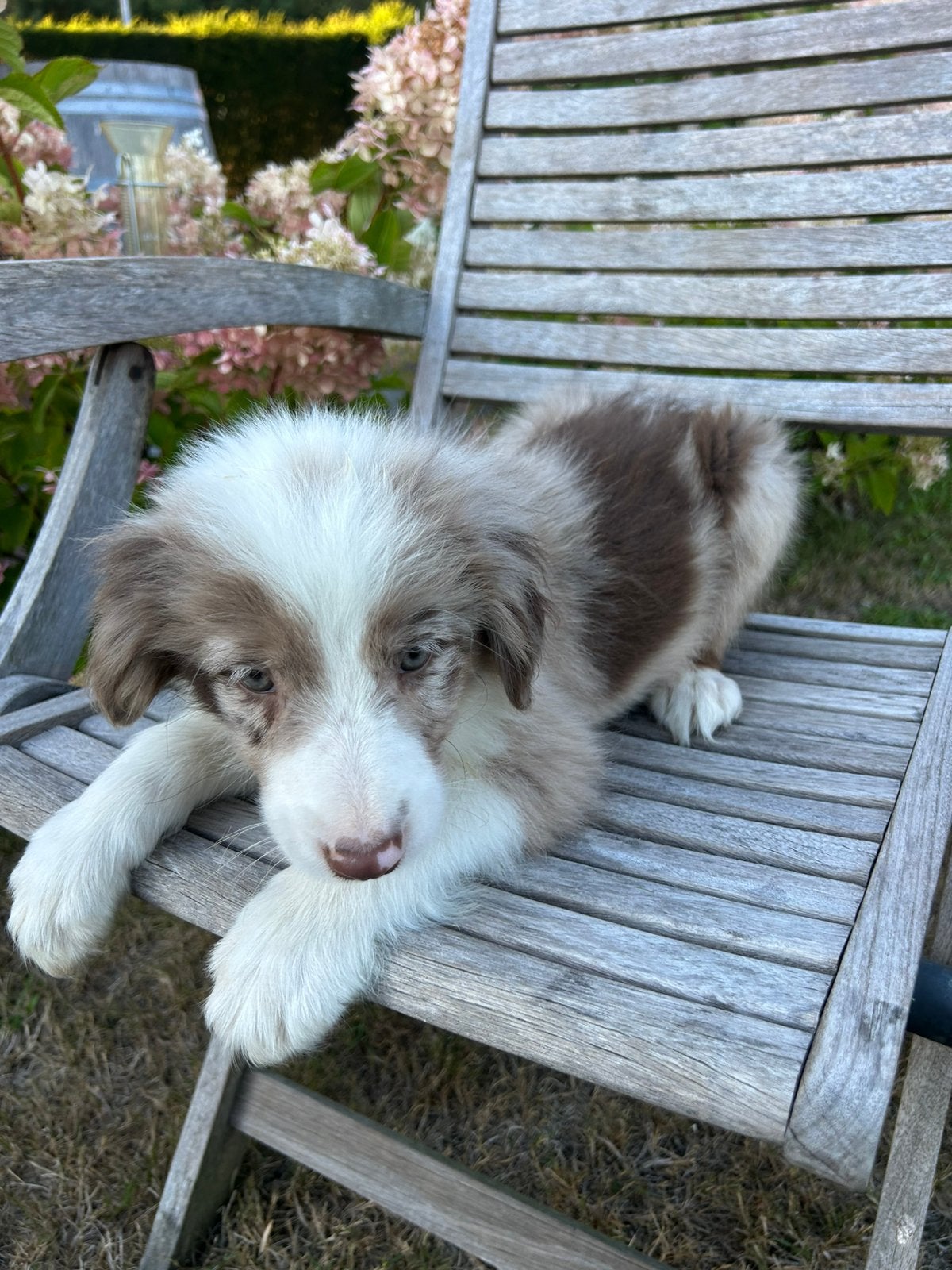Border Collie pups, Dieren en Toebehoren, Honden | Herdershonden en Veedrijvers, België, Fokker | Hobbymatig, 8 tot 15 weken, Collie