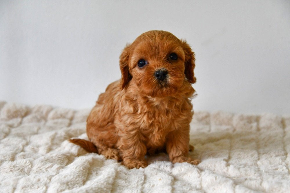 Chiots Cavapoo à vendre - Les deux parents sont présents, Animaux & Accessoires, Chiens | Sans pedigree, Maladie de Carré (chiens)