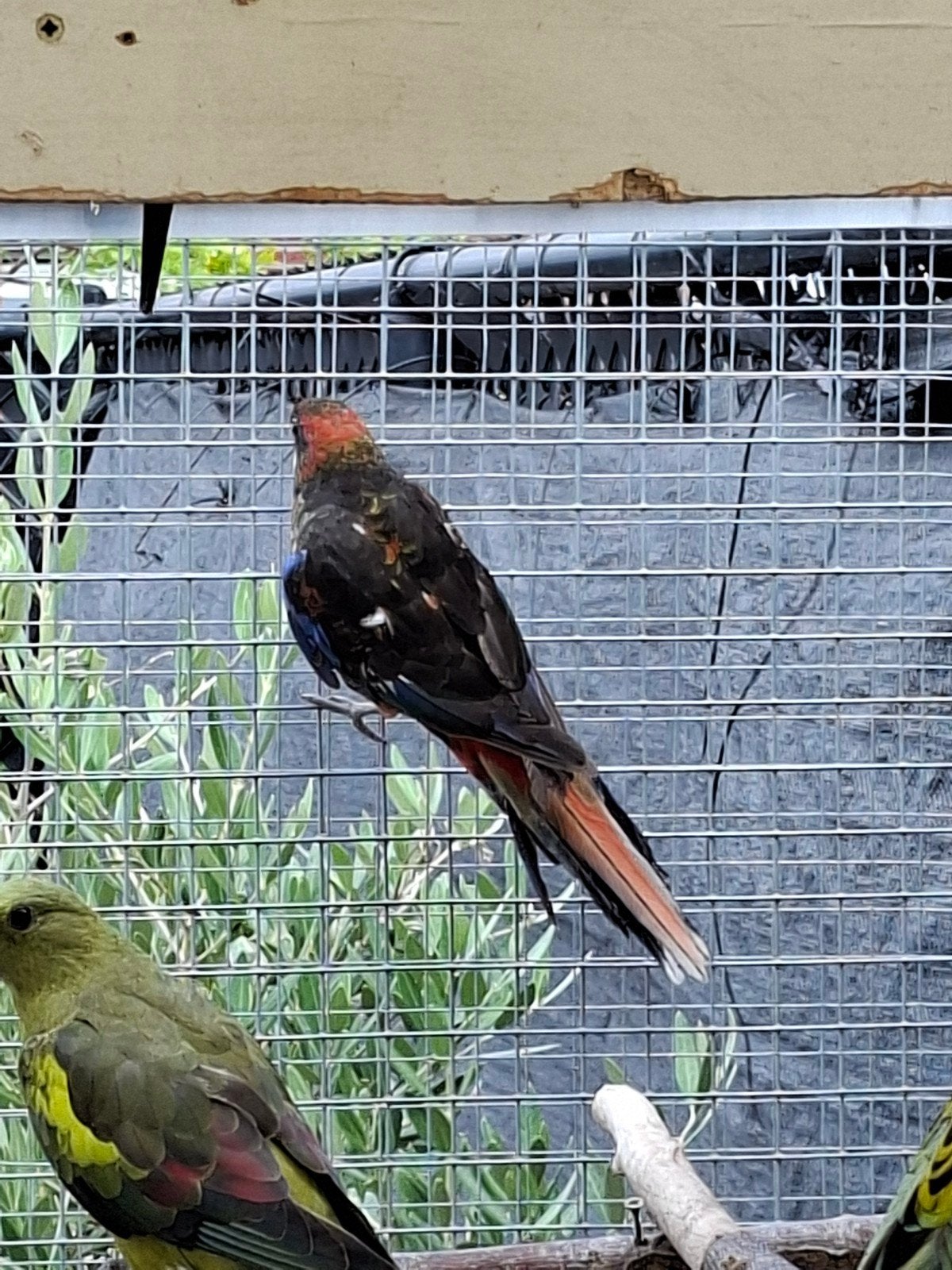 Rosella parkieten