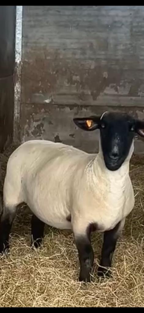 Schapen scheerder