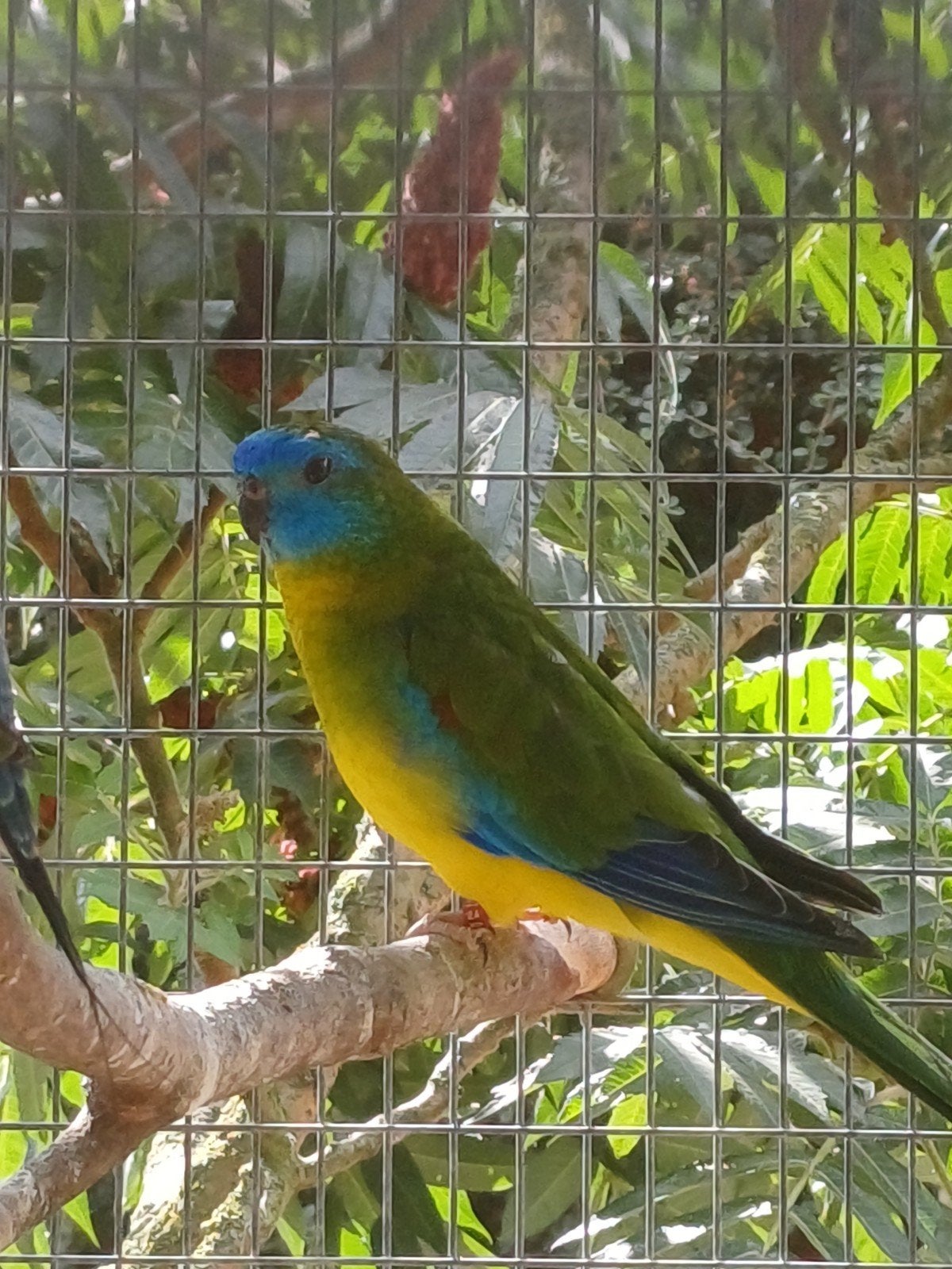 Turquoisine parkieten ,2 jongen 2026, Dieren en Toebehoren, Vogels | Parkieten en Papegaaien, Tam