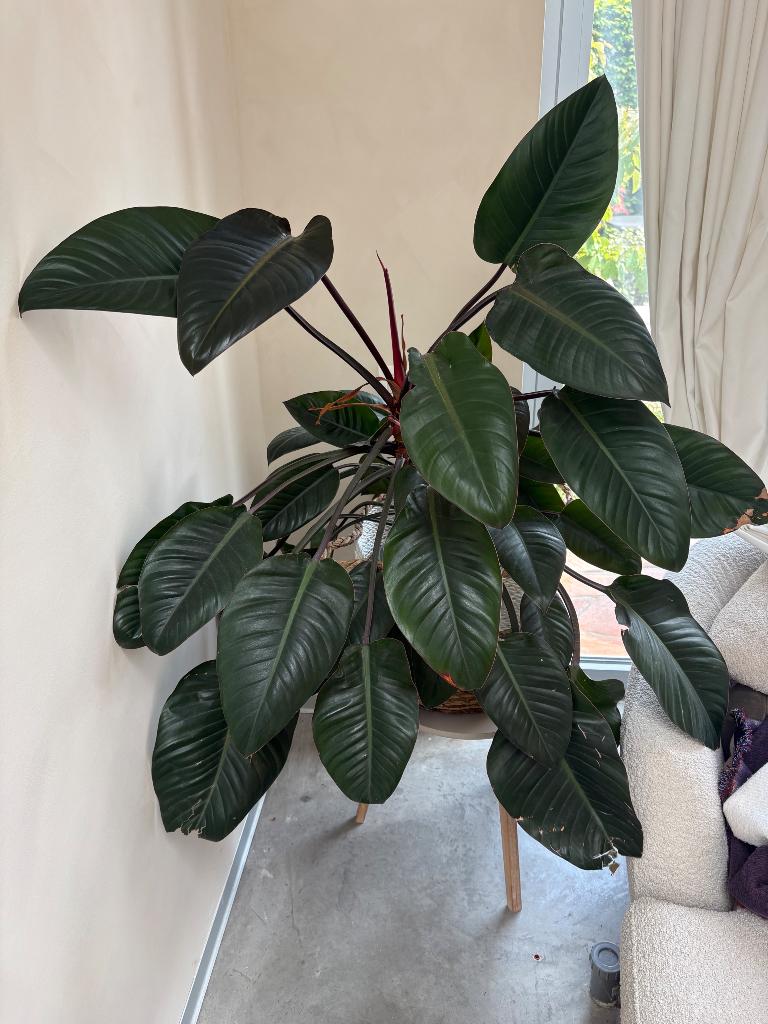 Philodendron Rojo Congo, Huis en Inrichting, Kamerplanten, Overige soorten, 100 tot 150 cm, Ophalen