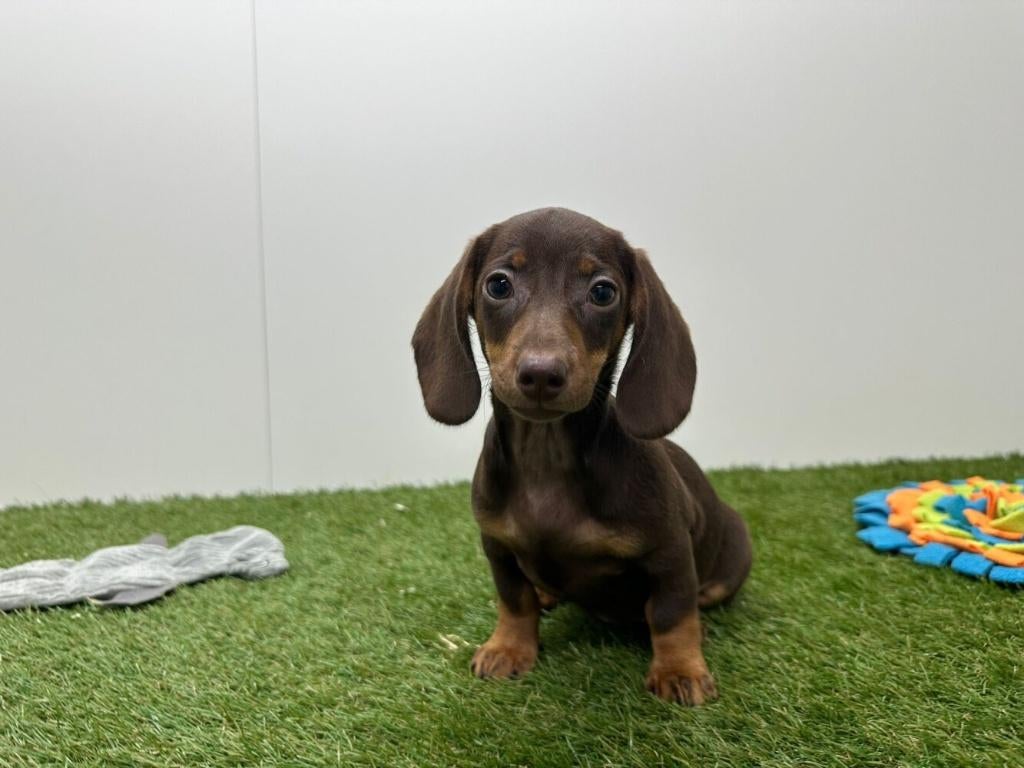 Dwergteckel pups - gladharig, België, 8 tot 15 weken, Korthaar, Dwerg