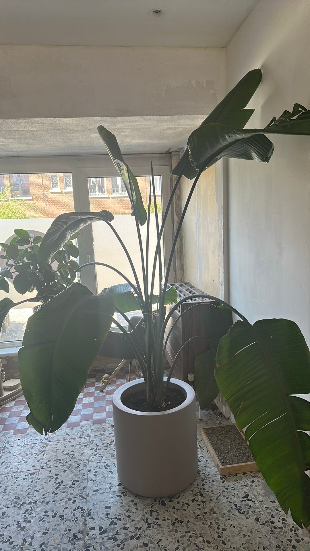 Grote Paradijsvogel plant, Huis en Inrichting, Kamerplanten, Ophalen, 200 cm of meer, Overige soorten, Halfschaduw