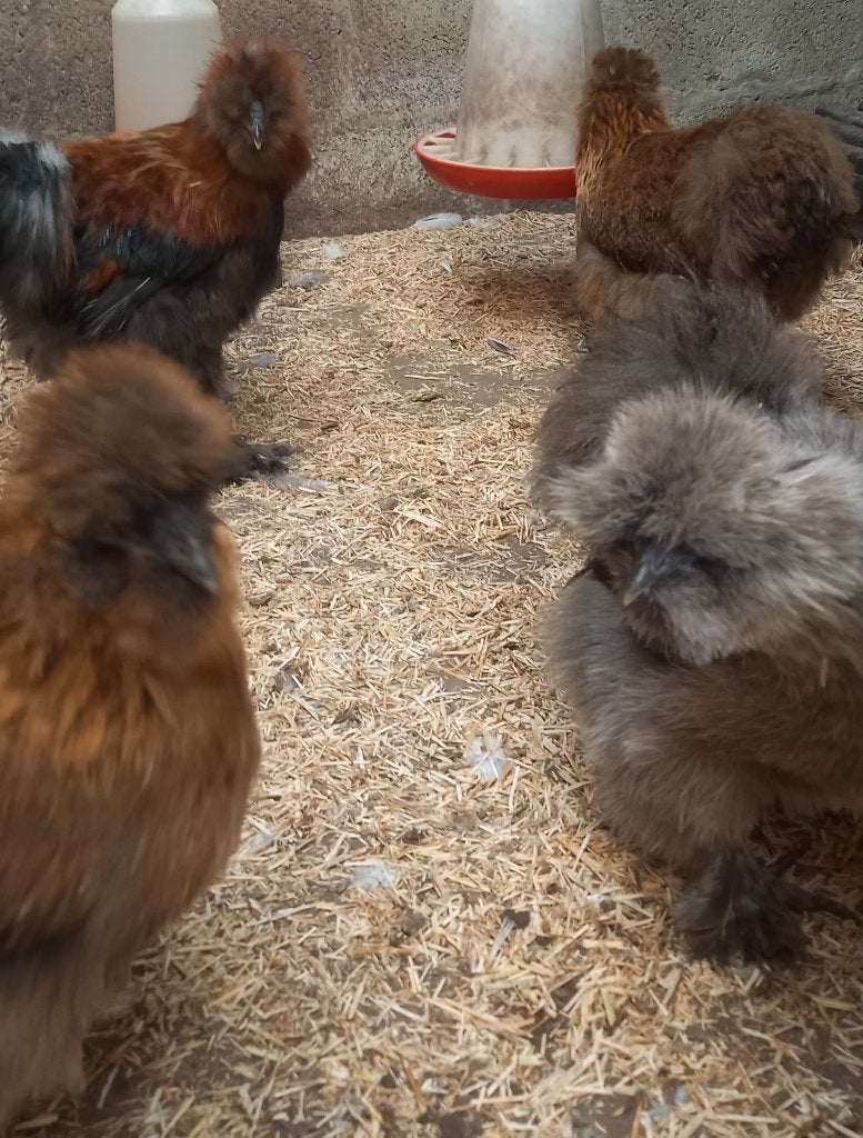 zijdehoenders, Dieren en Toebehoren, Meerdere dieren, Kip