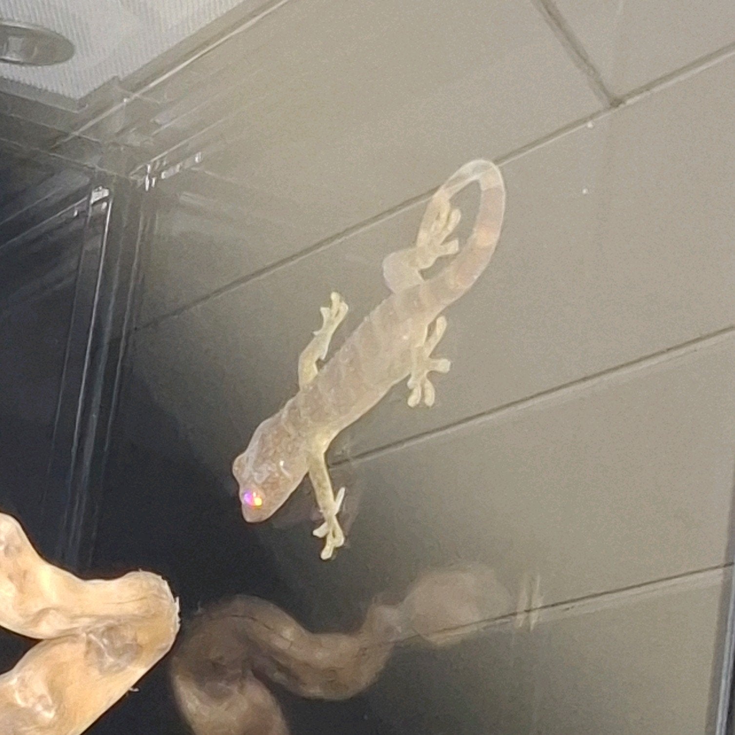 tokay gecko, Animaux & Accessoires, Reptiles & Amphibiens, Lézard, 0 à 2 ans