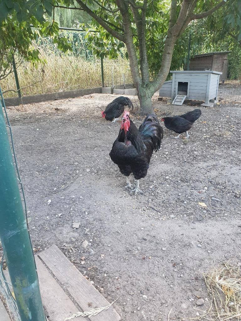 Australorp kip en haan, Femelle, Poule ou poulet
