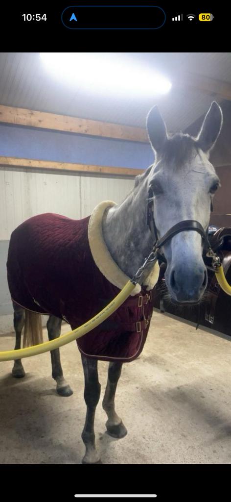 Kentucky showdeken bordeaux, Animaux & Accessoires, Chevaux & Poneys | Couvertures & Couvre-reins, Enlèvement ou Envoi, Comme neuf