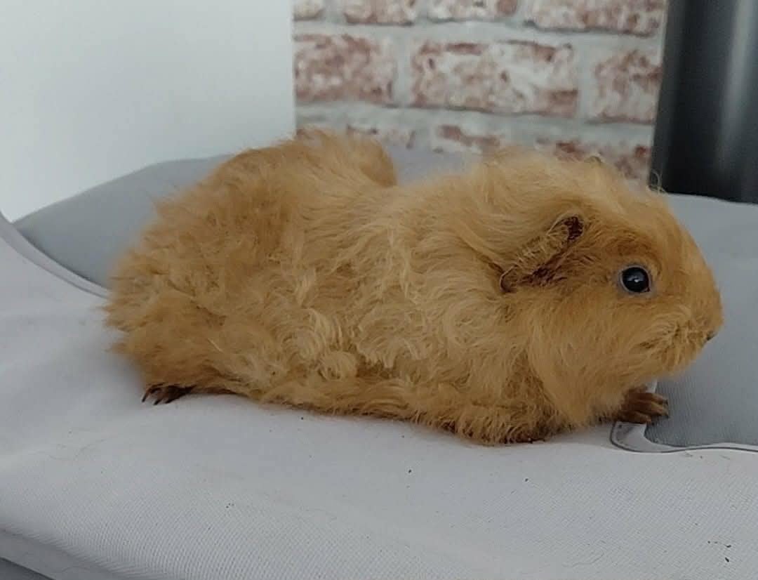 cavia ch teddy femelle, Animaux & Accessoires, Rongeurs, Juin, Domestique, Cobaye, Femelle