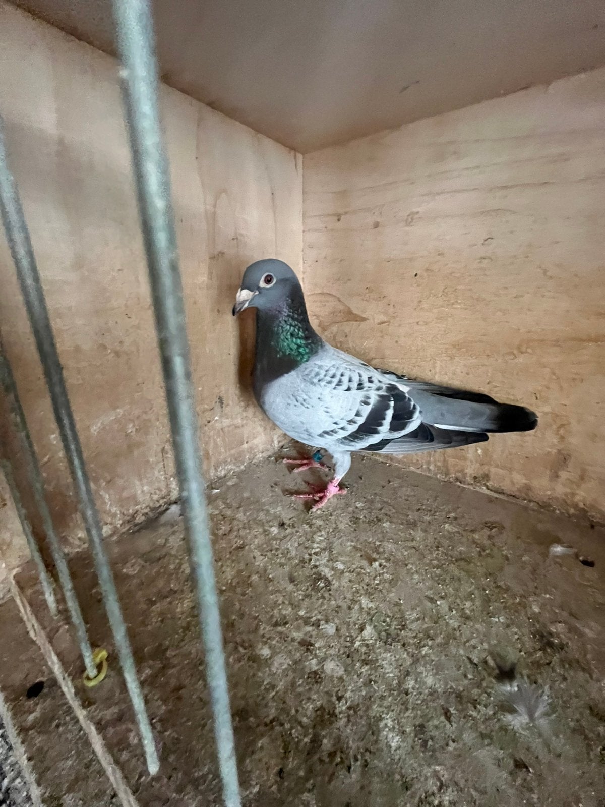 Kweekduiver voor de Fond vluchten, Dieren en Toebehoren