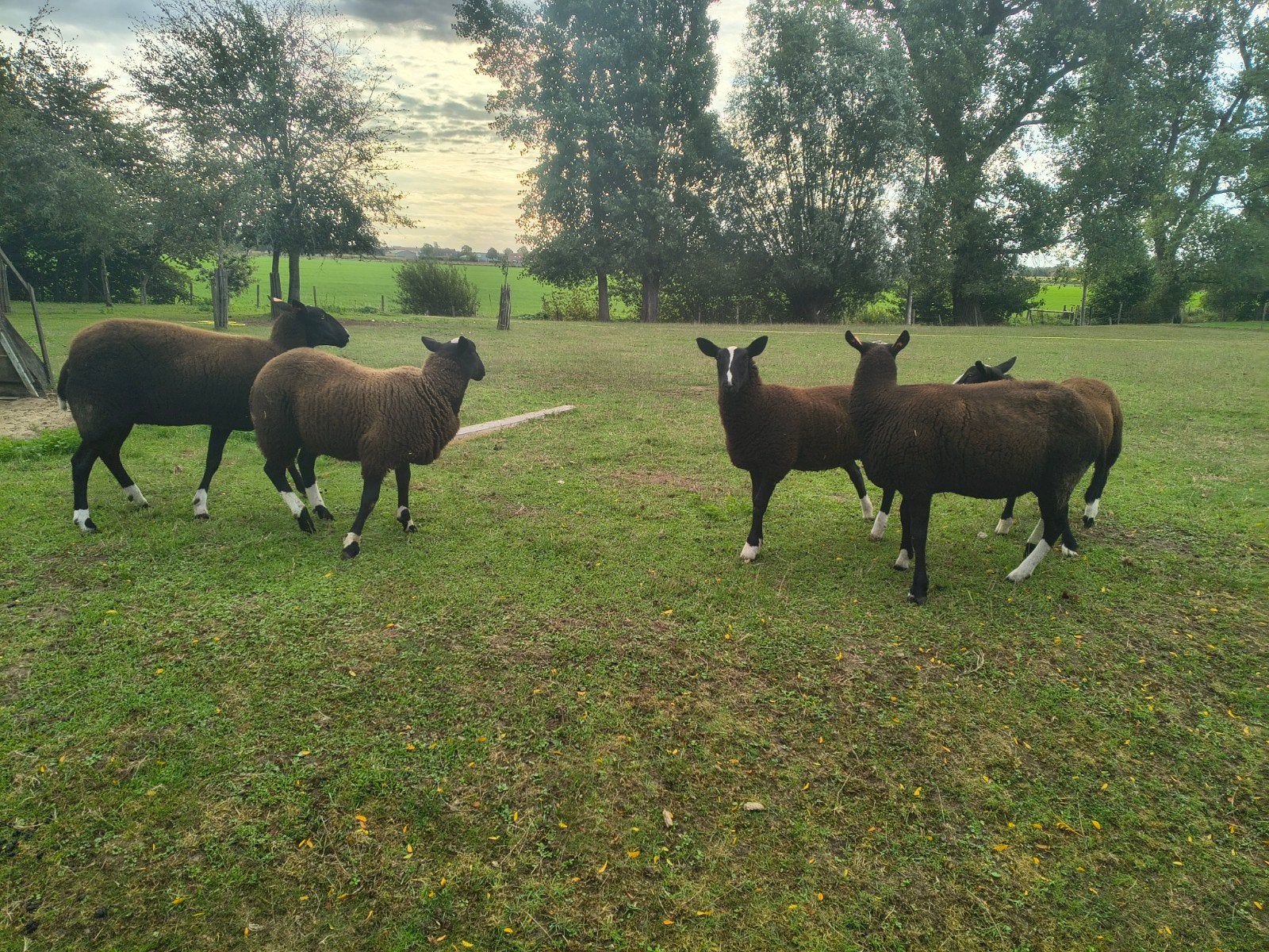 schapenbok zwartbles, Dieren en Toebehoren