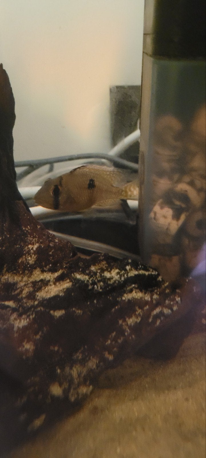 geophagus brasiliensis, Animaux & Accessoires, Poissons | Poissons d'aquarium