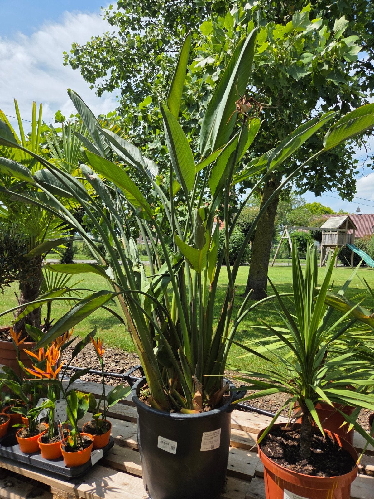 Strelitzia Reginae, Jardin & Terrasse, Plantes | Jardin, Enlèvement