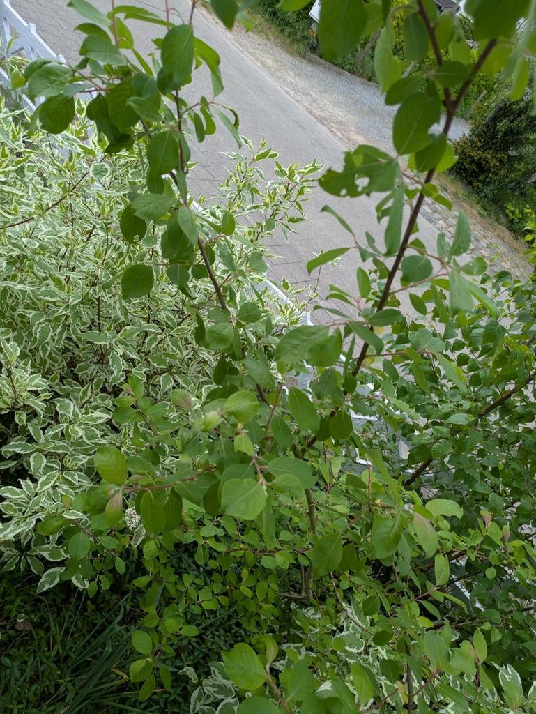 Saule, Enlèvement