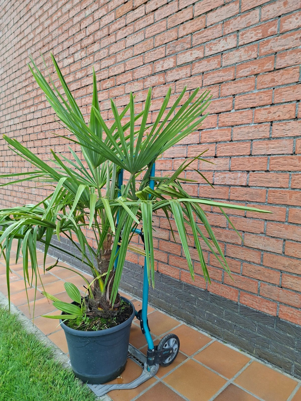 Winterharde palm, Tuin en Terras, Planten | Tuinplanten, Ophalen